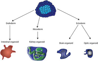 Human Microphysiological Systems and Organoids as in Vitro Models for Toxicological Studies